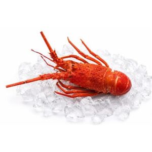 LOBSTER COOKED IMPORTED 460/520 (I) (10KG)