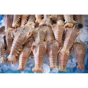 LOBSTER SLIPPER WHOLE ROUND RAW FRZ 150/200 10KG (I)