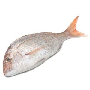 SNAPPER FRESH WHOLE MED (1KG)