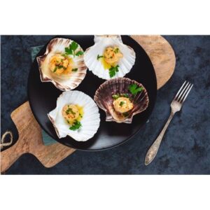 SCALLOPS SHELL BULK