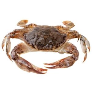 CRAB WHOLE SOFT SHELL  100/120 1KG (10) (I)