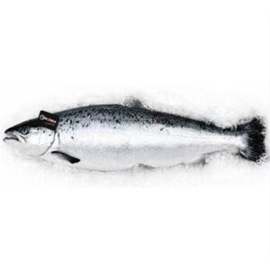 ATL SALMON HOG FRESH WHOLE R/W