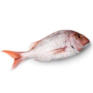 SNAPPER FRESH WHOLE LARGE 2KG+
