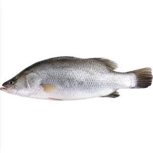 BARRAMUNDI FRESH WHOLE LARGE R/W