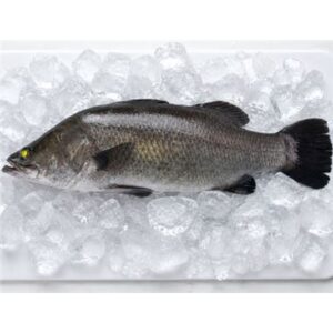 BARRAMUNDI FRESH WHOLE SML (500G)