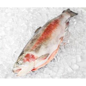 OCEAN TROUT HOG FRESH WHOLE R/W