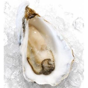 OYSTERS SYDNEY ROCK HATCHERY EXTRA LARGE FRESH 1/2 SHELL (DOZ)
