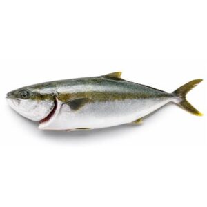 KINGFISH WHOLE SPENCER GULF CLEANED