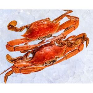 BLUESWIMMER CRAB COOKED FRESH MEDIUM (A)