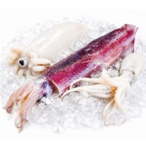 Cephalopod & Misc