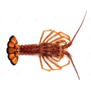 LIVE SOUTHERN ROCK LOBSTERS 700/800