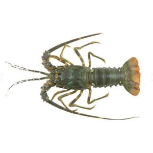 LIVE EASTERN ROCK LOBSTERS 700/800