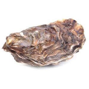 OYSTERS SYDNEY ROCK FRESH LIVE MED (DOZ)