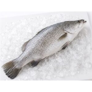 BABY BARRAMUNDI GGS 400-500G EA