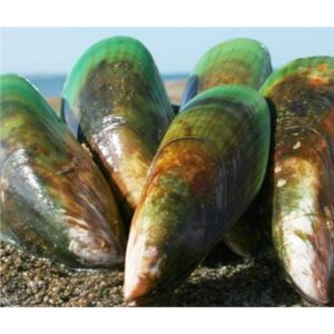 GREEN LIP MUSSELS
