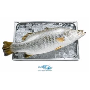 BARRAMUNDI FRESH WHOLE HUMPTY DOO 2-3KG R/W