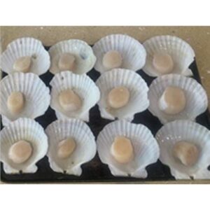 SCALLOPS 1/2 SHELL JAPANESE GRADE 10/20
