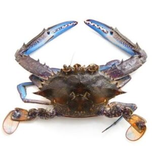 BLUESWIMMER CRAB RAW FRESH MEDIUM (A)
