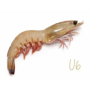 PRAWNS WHOLE U6 GREEN PRAWN 5KG OCEAN CAUGHT