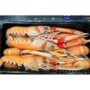 SCAMPI NUMBER 2 (SCOTTISH) SASHIMI GRADE 12-15 MACDUFF