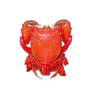 SPANNER CRAB COOKED FRESH (A)