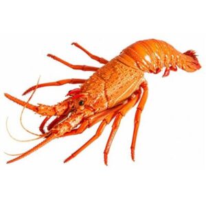 LOBSTER WHOLE COOKED  B CUT WEST AUS 460/570G 10KG