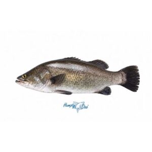 BARRAMUNDI FRESH WHOLE SML (500G) (A)