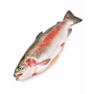 OCEAN TROUT HOG FRESH WHOLE R/W (A)