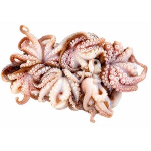 OCTOPUS LOCAL CLEANED (A) CLARENCE RIVER 1KG RW