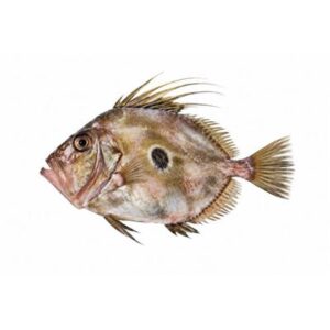 H&G SMOOTH DORY
