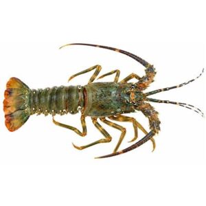 LIVE EASTERN ROCK LOBSTERS 700/800 (A)