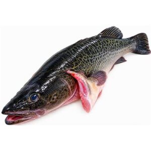 WHOLE MURRAY COD 1.2-2KG RW (A)