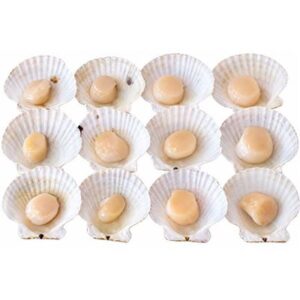 SCALLOPS 1/2 SHELL JAPANESE GRADE MED (12 PIECES DOZ) (10)