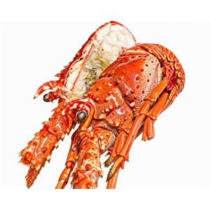 LOBSTER WHOLE COOKED FLORIDA 570/620 (I) (10KG) HALF CUT