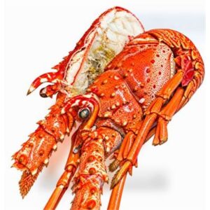 LOBSTER WHOLE COOKED FLORIDA 450/530 (I) (10KG)